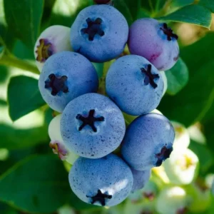 Elliott Blueberry Bush - Live Plant - Fruit Tree - 5-9 Inch Height