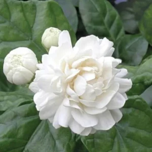 Jasmine Duke Plant Set - Jasminum Sambac Duke of Tuscany - Live Plants 2-3 Inch for Home Garden