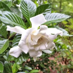 Gardenia Frost Plants - Live Cape Jasmine Plants 5-7 Inch - Set of 2