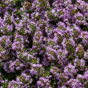 Creeping Thyme Seeds - Ground Cover - 4000 Mixed Seeds - Thymus Serpyllum