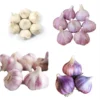 0.5 Pound Mixed Garlic Bulbs for Planting and Gardening, Hardneck Garlic Tubers, White Red Purple Garlic Bulbs