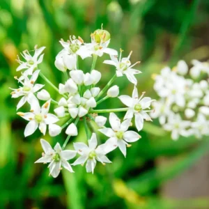 20Garlic Chive Live Plants 4"Pot for Planting Chinese Garlic Chives Herbs Garden