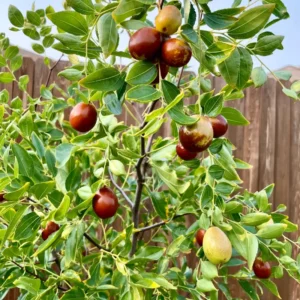 Jujube Sugar Cane Tree - Grafted Fruit Tree
