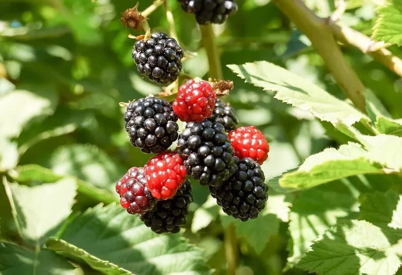 1 Apache BlackBerry Plant Thornless Rubus Fruit Starter Bare Root 24-36in