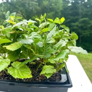 1 Apache BlackBerry Plant Thornless Rubus Fruit Starter Bare Root 24-36in