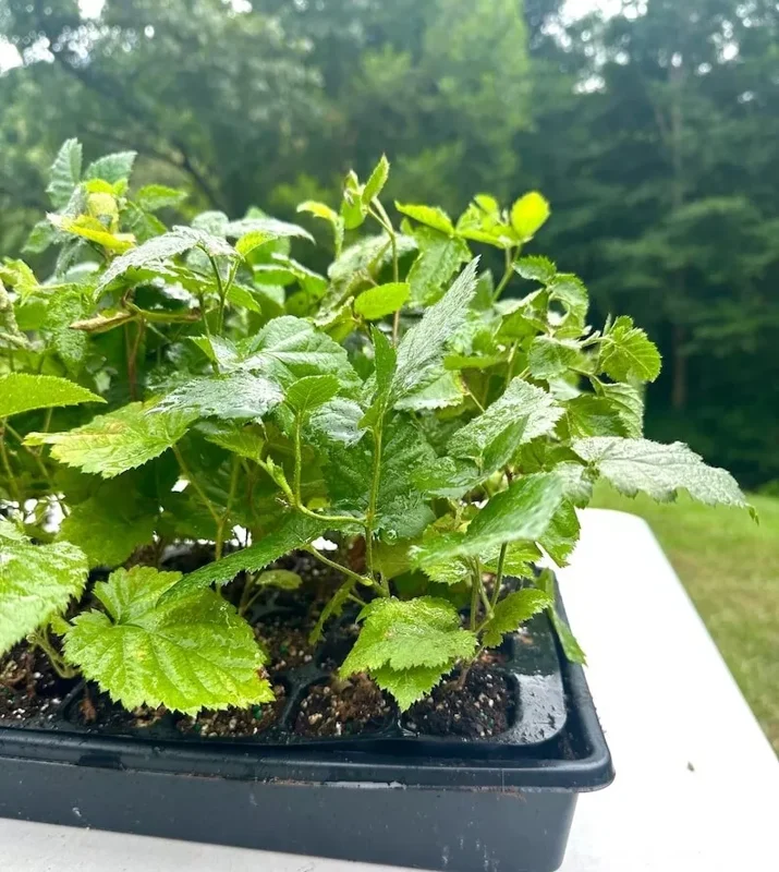 1 Apache BlackBerry Plant Thornless Rubus Fruit Starter Bare Root 24-36in