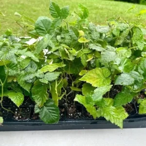 1 Apache BlackBerry Plant Thornless Rubus Fruit Starter Bare Root 24-36in
