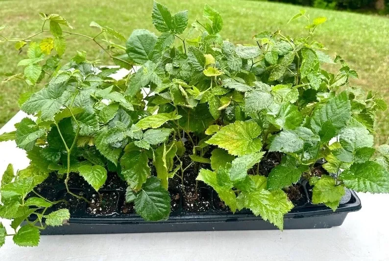1 Apache BlackBerry Plant Thornless Rubus Fruit Starter Bare Root 24-36in