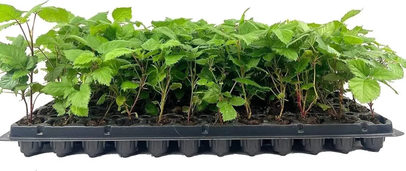1 Apache BlackBerry Plant Thornless Rubus Fruit Starter Bare Root 24-36in