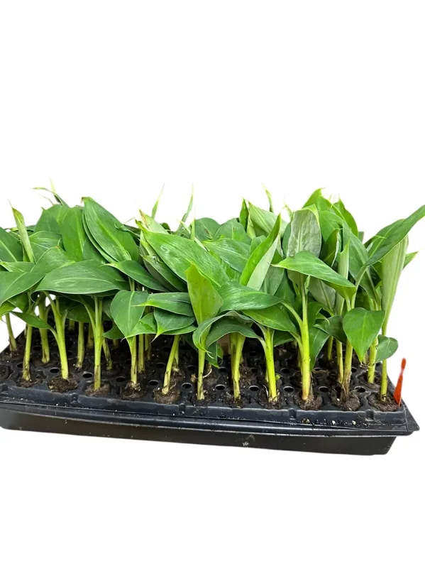 1 Banana Tree Musa Gran Nain Starter Plant Fast Growing Dwarf Fruit Tree