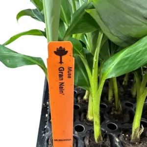 1 Banana Tree Musa Gran Nain Starter Plant Fast Growing Dwarf Fruit Tree