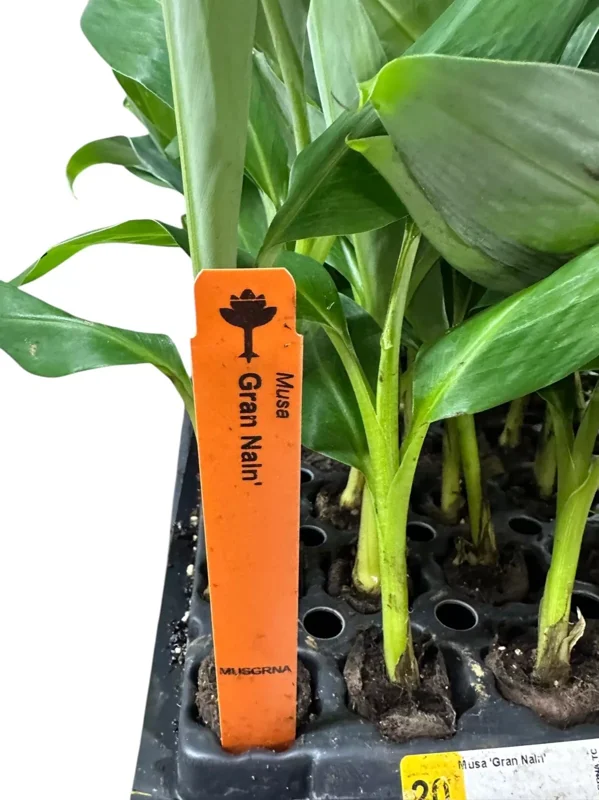 1 Banana Tree Musa Gran Nain Starter Plant Fast Growing Dwarf Fruit Tree