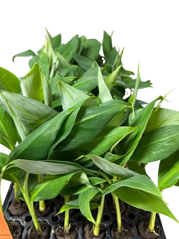 1 Banana Tree Musa Gran Nain Starter Plant Fast Growing Dwarf Fruit Tree