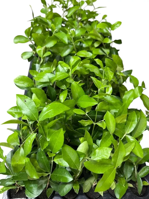 1 Barbados Cherry Tree Malpighia Emarginata Live Starter Plant Edible Fruit 24-36in