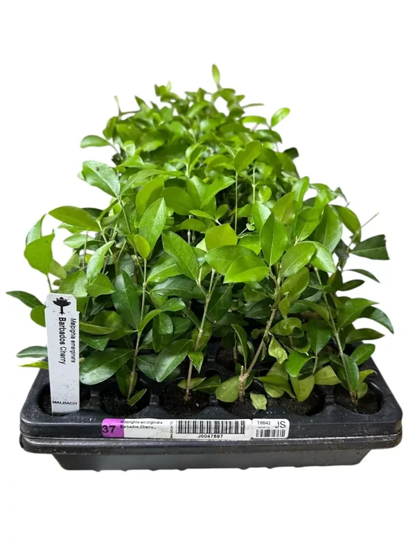 1 Barbados Cherry Tree Malpighia Emarginata Live Starter Plant Edible Fruit 24-36in