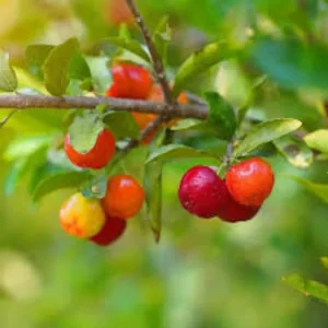 1 Barbados Cherry Tree Malpighia Emarginata Live Starter Plant Edible Fruit 24-36in