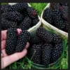 1 Big Daddy Thornless Blackberry Rubus Plant Edible Fruit Garden Bush