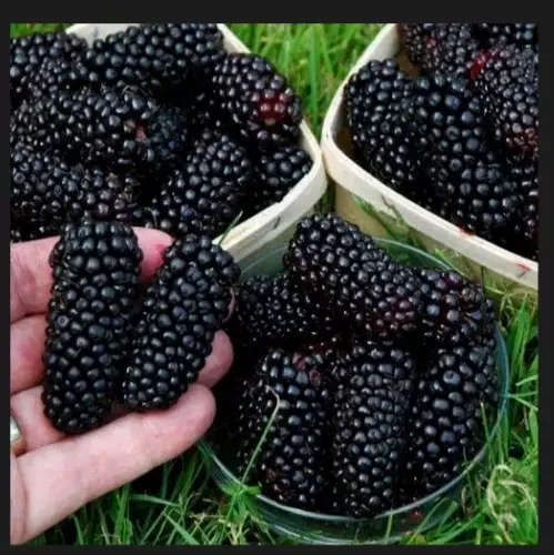 1 Big Daddy Thornless Blackberry Rubus Plant Edible Fruit Garden Bush