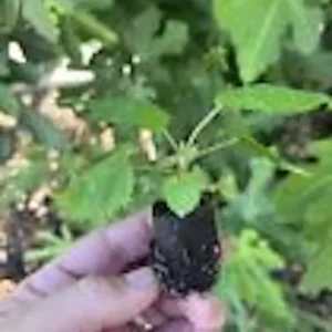 1 Big Daddy Thornless Blackberry Rubus Plant Edible Fruit Garden Bush
