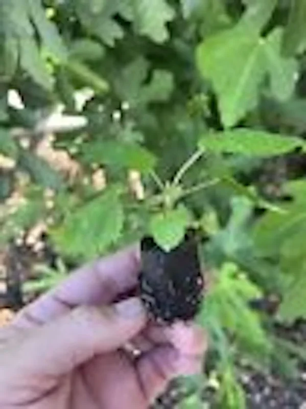 1 Big Daddy Thornless Blackberry Rubus Plant Edible Fruit Garden Bush
