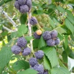 1 Black Raspberry Plant Mysore Rubus Niveus Bare Root Fruit Bush