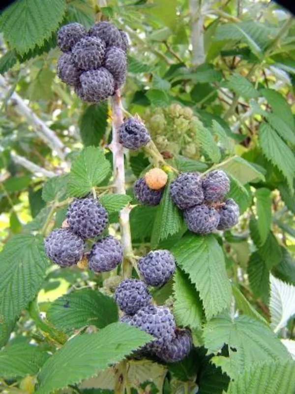 1 Black Raspberry Plant Mysore Rubus Niveus Bare Root Fruit Bush
