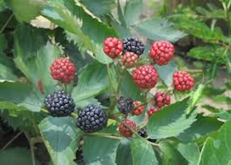 1 Blackberry Plant Sweetie Pie Rubus Fruit Bare Root Non GMO – Starter Plant