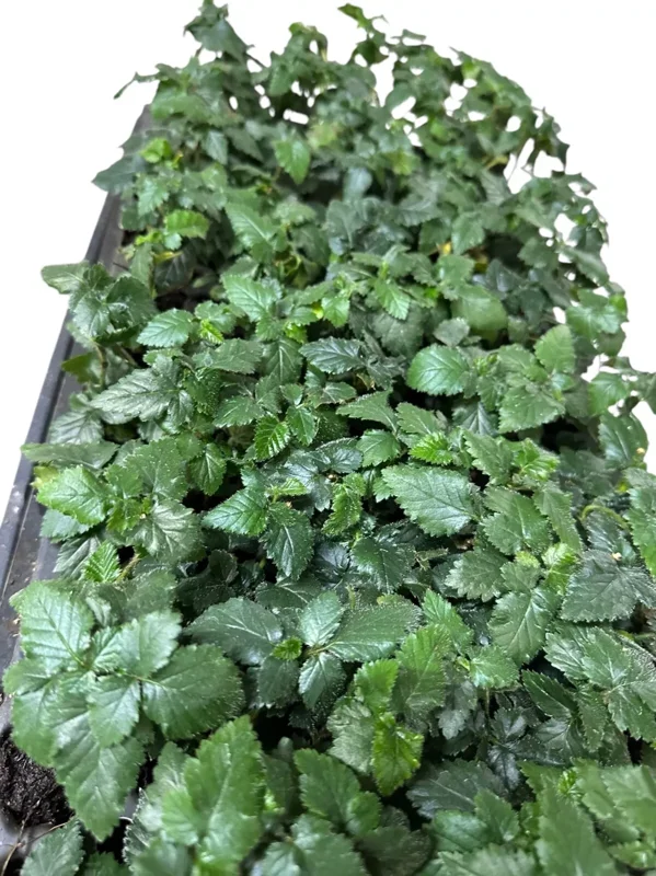 1 Blackberry Plant Sweetie Pie Rubus Fruit Bare Root Non GMO – Starter Plant