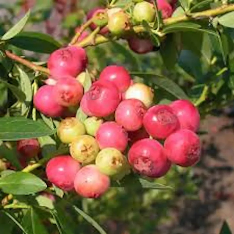 1 Blueberry Pink Lemonade Starter Plant Vaccinium Rabbiteye Edible Fruit