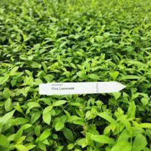 1 Blueberry Pink Lemonade Starter Plant Vaccinium Rabbiteye Edible Fruit