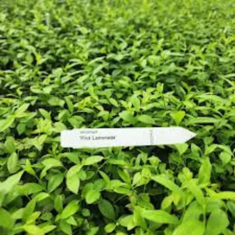1 Blueberry Pink Lemonade Starter Plant Vaccinium Rabbiteye Edible Fruit