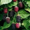 1 Boysenberry Plant Thornless Edible Fruit Starter – Rubus Hybrid, Large Berries