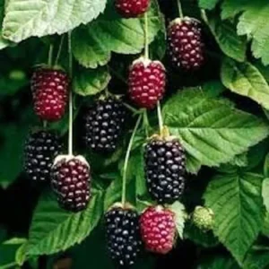 1 Boysenberry Plant Thornless Edible Fruit Starter – Rubus Hybrid, Large Berries