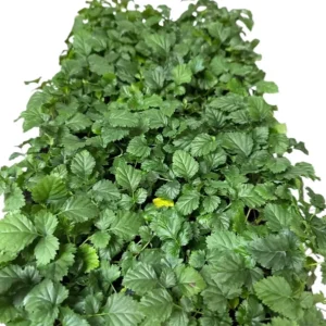 1 Boysenberry Plant Thornless Edible Fruit Starter – Rubus Hybrid, Large Berries