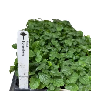 1 Boysenberry Plant Thornless Edible Fruit Starter – Rubus Hybrid, Large Berries