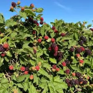 1 Boysenberry Plant Thornless Edible Fruit Starter – Rubus Hybrid, Large Berries