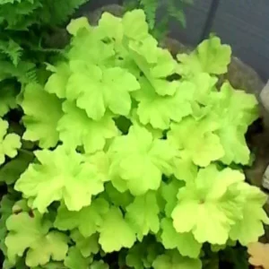 1 Citronella Heuchera Coral Bells 4 Inch Pot Golden Foliage, White Flowers