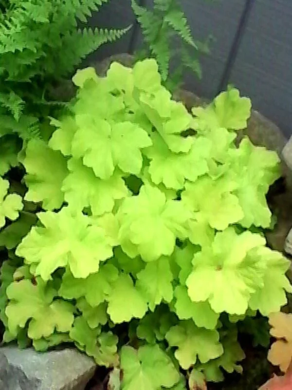 1 Citronella Heuchera Coral Bells 4 Inch Pot Golden Foliage, White Flowers