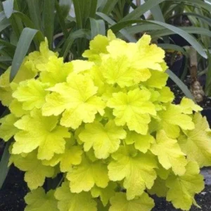 1 Citronella Heuchera Coral Bells 4 Inch Pot Golden Foliage, White Flowers