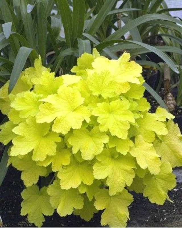 1 Citronella Heuchera Coral Bells 4 Inch Pot Golden Foliage, White Flowers