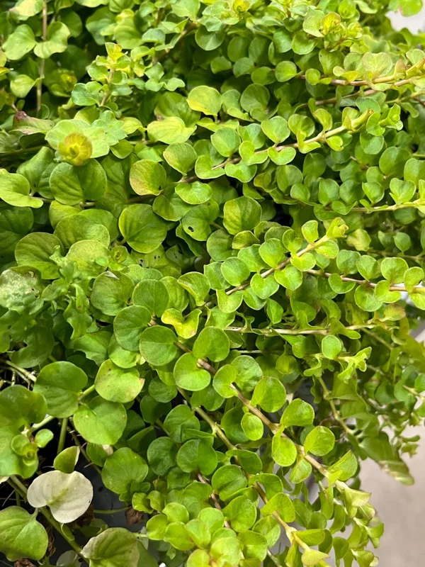 1 Creeping Golden Jenny 4 Inch Pot - Chartreuse Groundcover - Golden Creeping Jenny