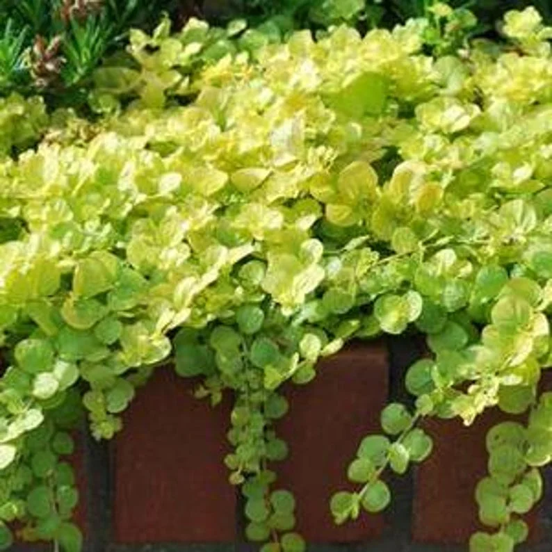 1 Creeping Golden Jenny 4 Inch Pot - Chartreuse Groundcover - Golden Creeping Jenny