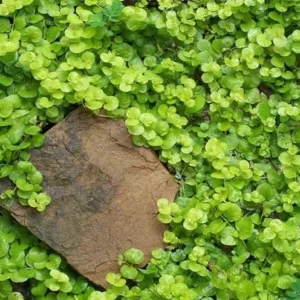1 Creeping Golden Jenny 4 Inch Pot - Chartreuse Groundcover - Golden Creeping Jenny