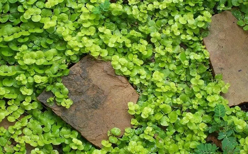 1 Creeping Golden Jenny 4 Inch Pot - Chartreuse Groundcover - Golden Creeping Jenny