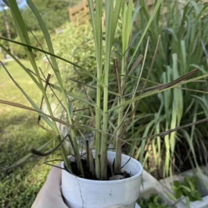 1 Cup 3-5 Lemongrass with Roots - Organic Fresh Lemongrass Ready to Plant