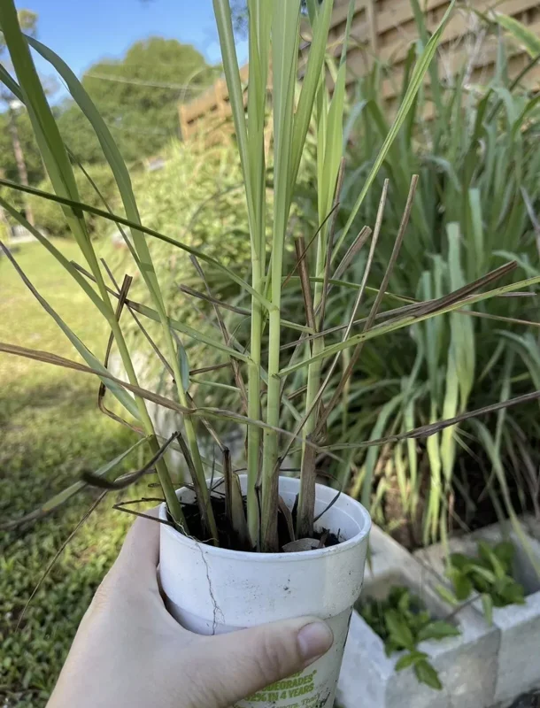 1 Cup 3-5 Lemongrass with Roots - Organic Fresh Lemongrass Ready to Plant
