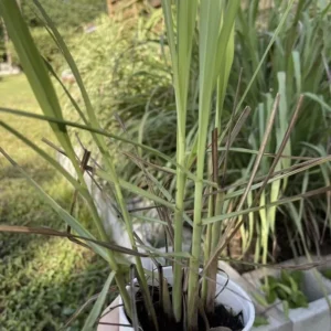 1 Cup 3-5 Lemongrass with Roots - Organic Fresh Lemongrass Ready to Plant