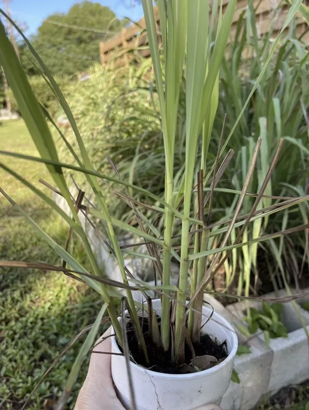 1 Cup 3-5 Lemongrass with Roots - Organic Fresh Lemongrass Ready to Plant