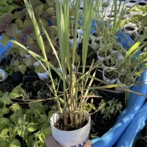 1 Cup 3-5 Lemongrass with Roots - Organic Fresh Lemongrass Ready to Plant