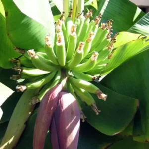 1 Dwarf Banana Musa Cavendish – Cold Hardy Fruit Tree for Patio & Garden